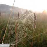 Działka rekreacyjna Piotrków Kujawski. Zdjęcie 4