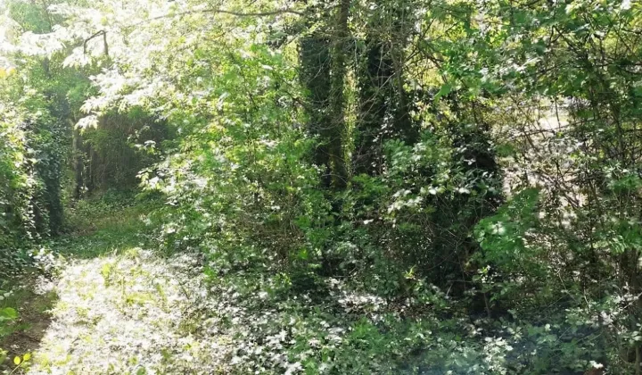 Działka rekreacyjna Dębe