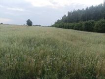 Działka rolna Szczawin Szczawin-Kolonia. Zdjęcie 3