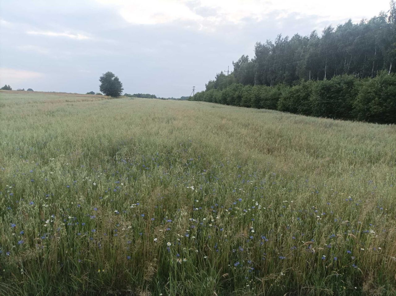 Działka rolna Szczawin Szczawin-Kolonia. Zdjęcie 4