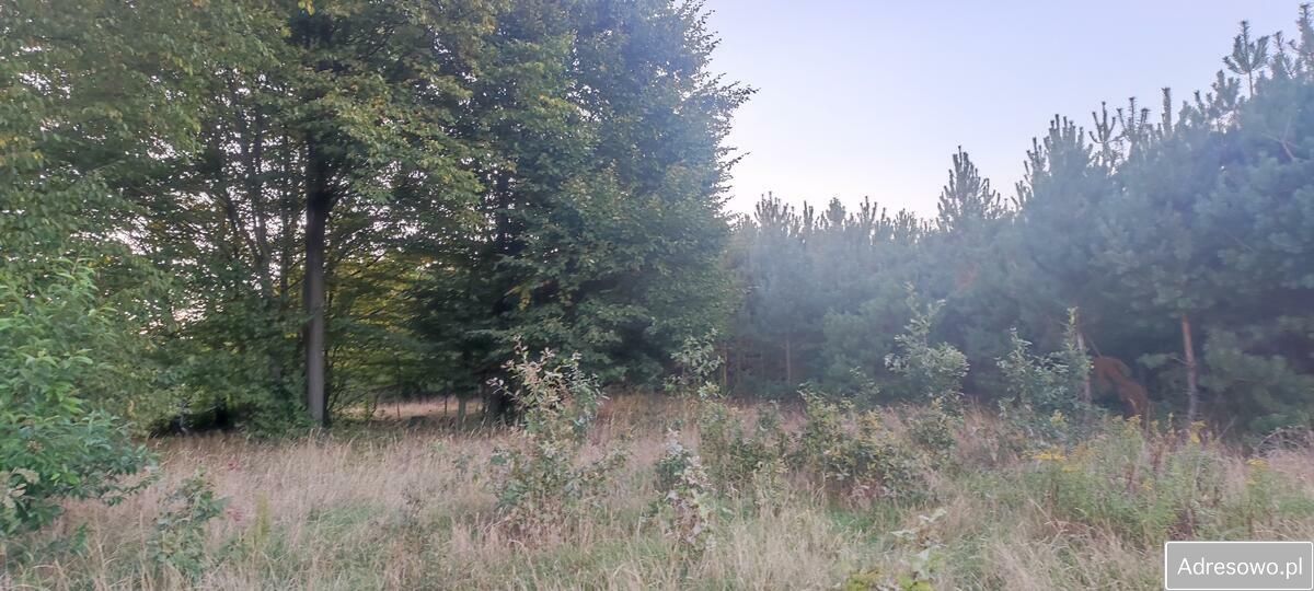 Działka siedliskowa Rosy. Zdjęcie 12