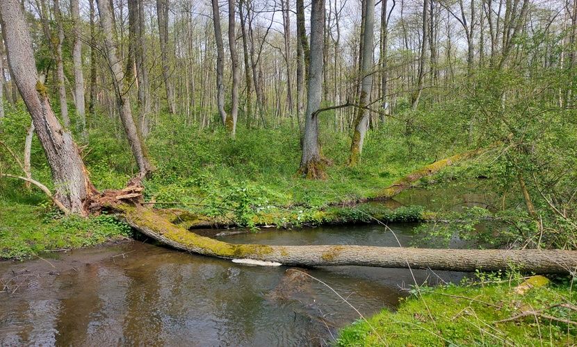 Działka budowlana Jeziórka