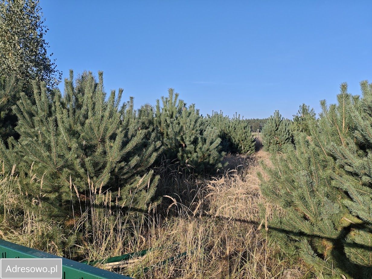 Działka budowlana Wielka Wieś. Zdjęcie 6