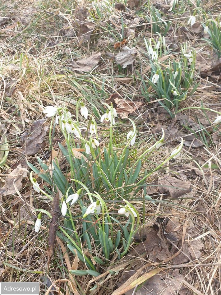 Działka rod Łochów, ul. Fabryczna. Zdjęcie 2