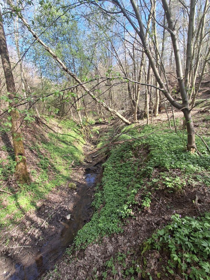Działka leśna Lipnica Dolna, BRAK. Zdjęcie 9