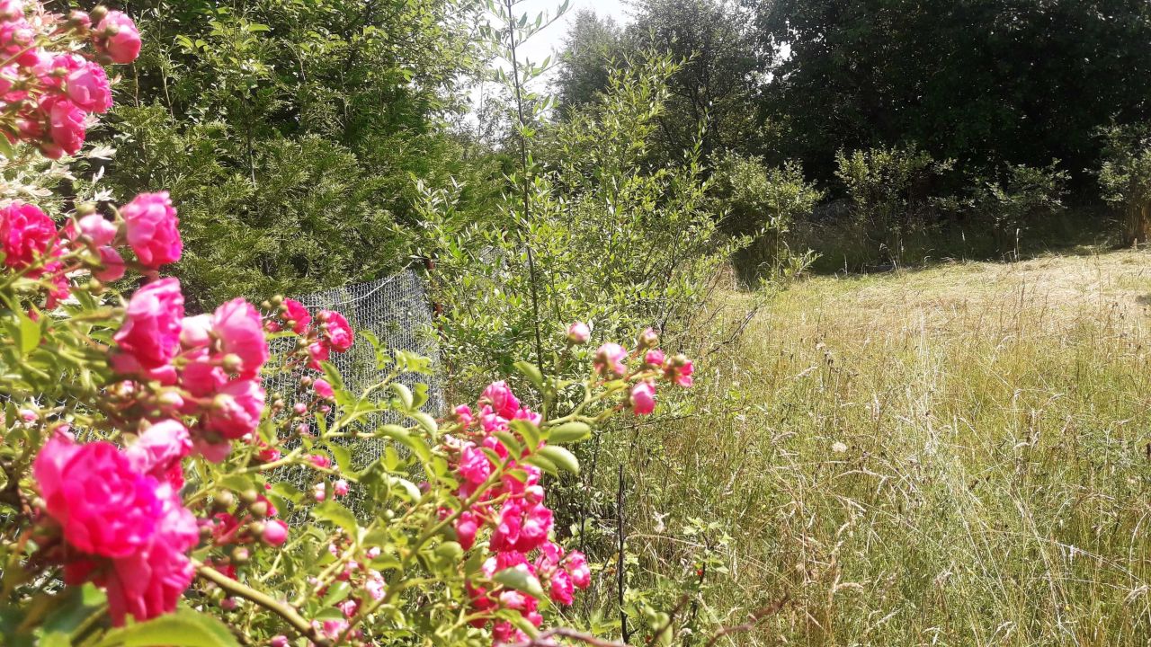 Działka rod Rębiechowo. Zdjęcie 2