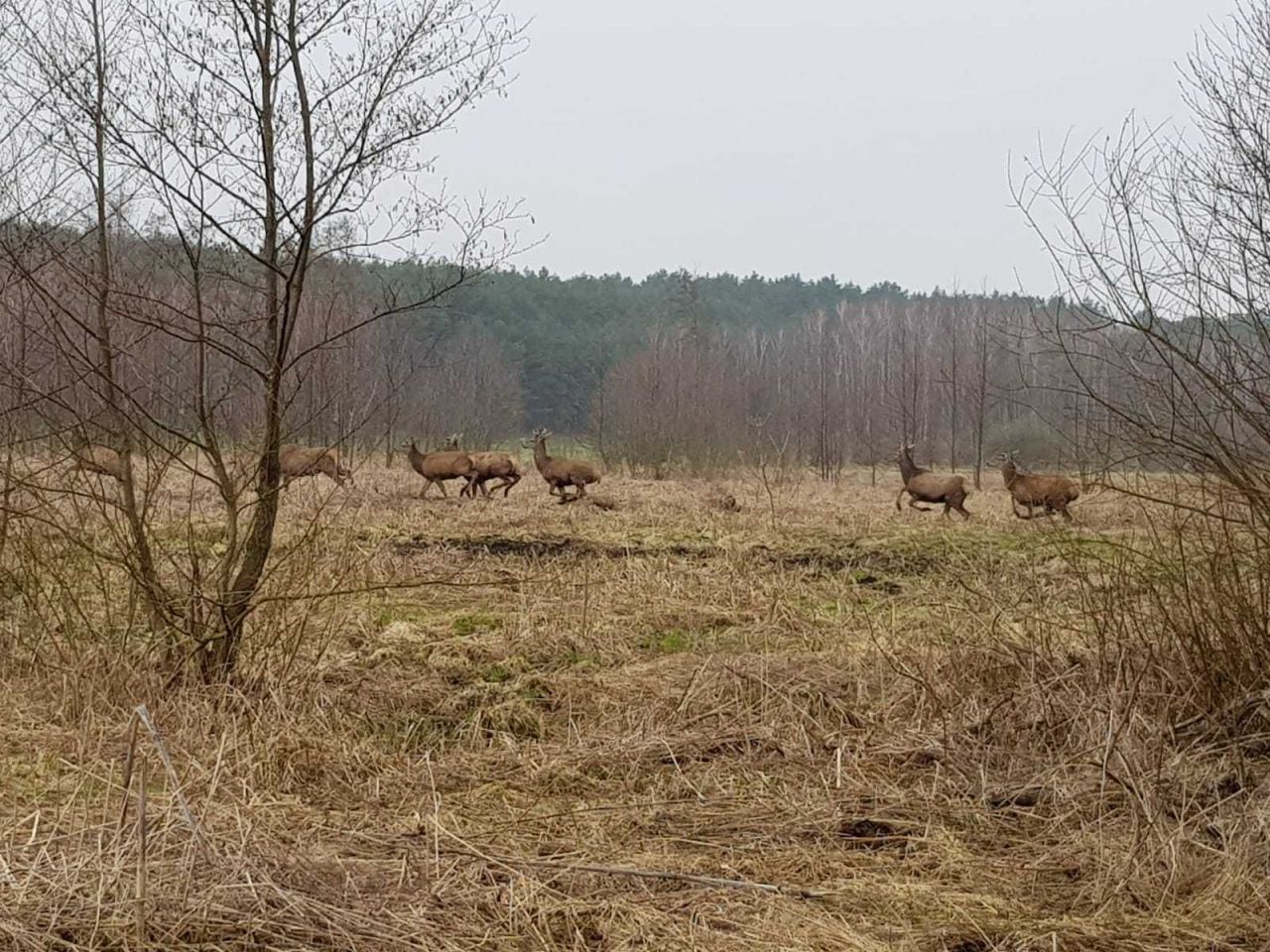 Działka rolna Sierosławek. Zdjęcie 6