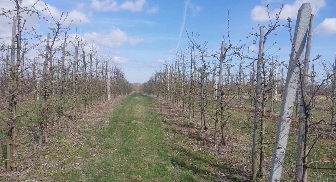 Działka rolna Zawichost