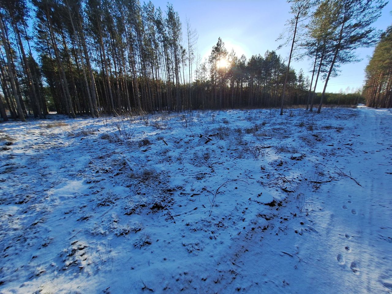 Działka leśna Połoń. Zdjęcie 6