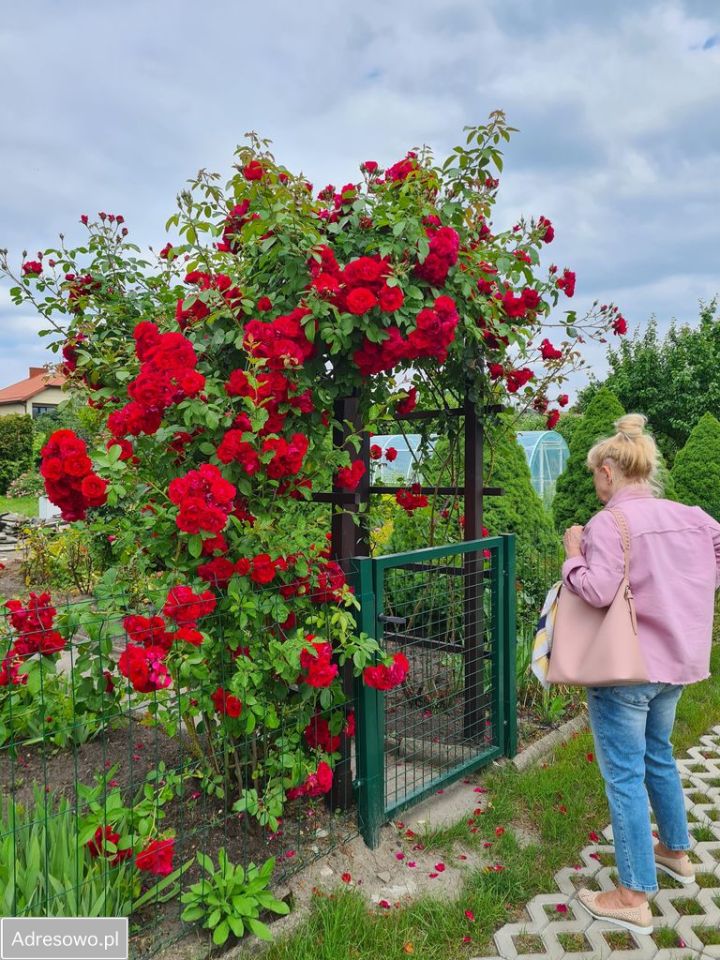 Działka rod Skierniewice, ul. Bielańska. Zdjęcie 5