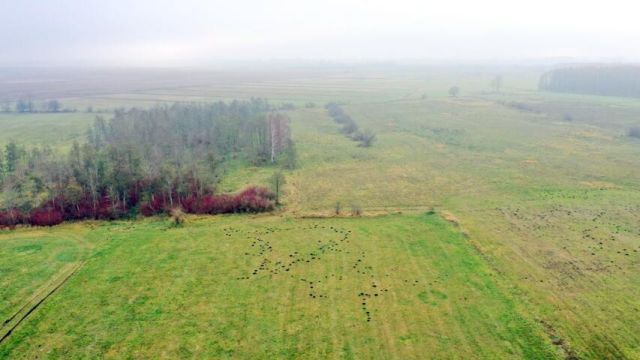 Działka rolna Siedliska. Zdjęcie 9