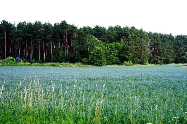 Działka inwestycyjna Zalasewo. Zdjęcie 1