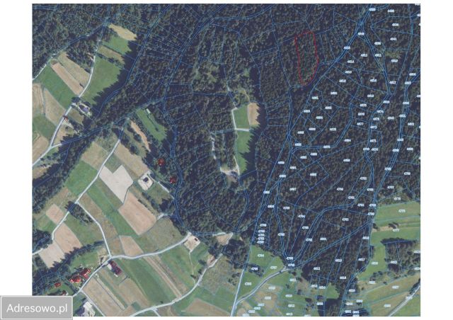 Działka leśna Łętownia. Zdjęcie 1