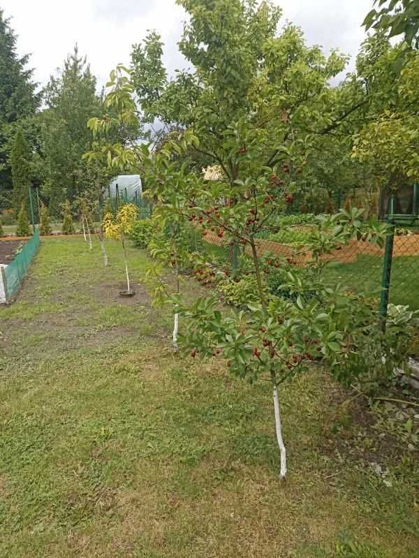 Działka rod Chełm, ul. Przemysłowa. Zdjęcie 5