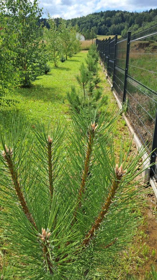 dom wolnostojący, 3 pokoje Chocieszów. Zdjęcie 30