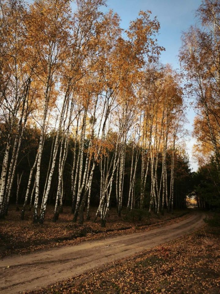 Działka leśna Kukowo. Zdjęcie 8