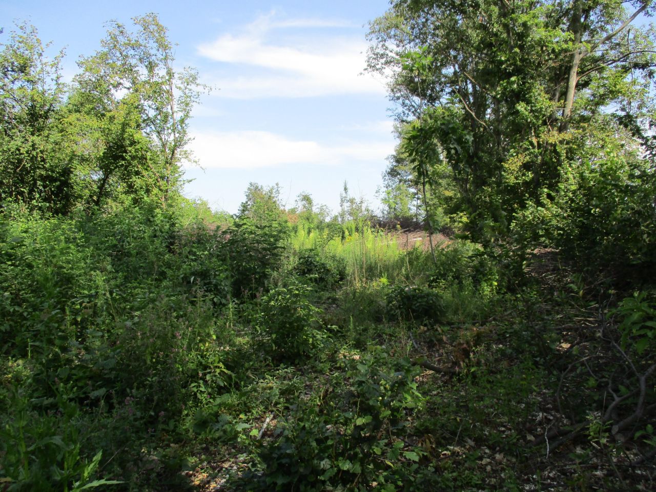 Działka rolna Wierzchowiska Pierwsze. Zdjęcie 3