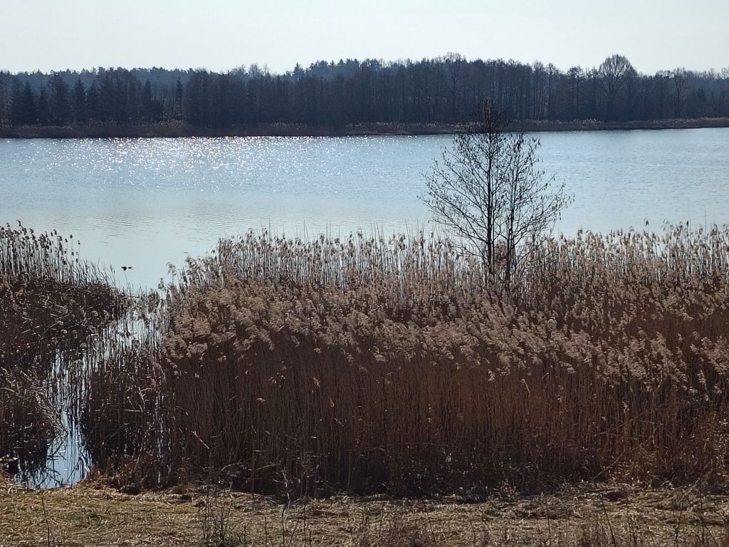 Działka rolno-budowlana Golubie. Zdjęcie 2