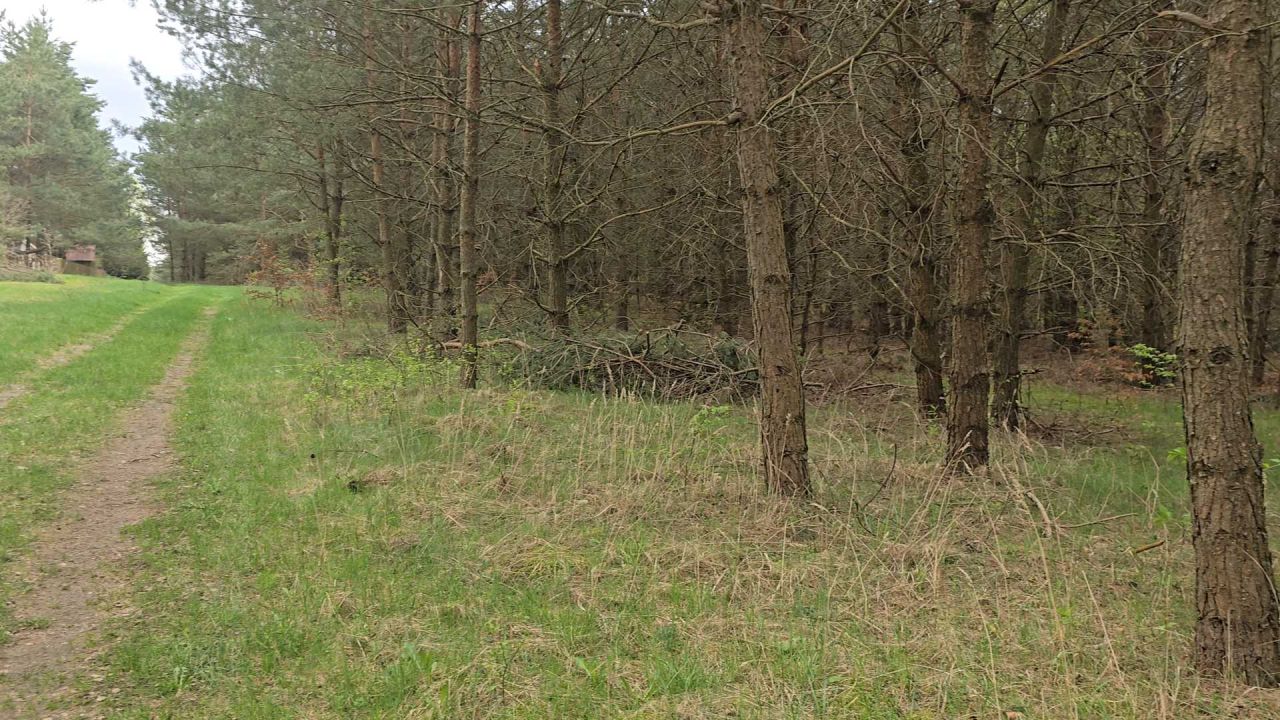 Działka leśna Ruś. Zdjęcie 3