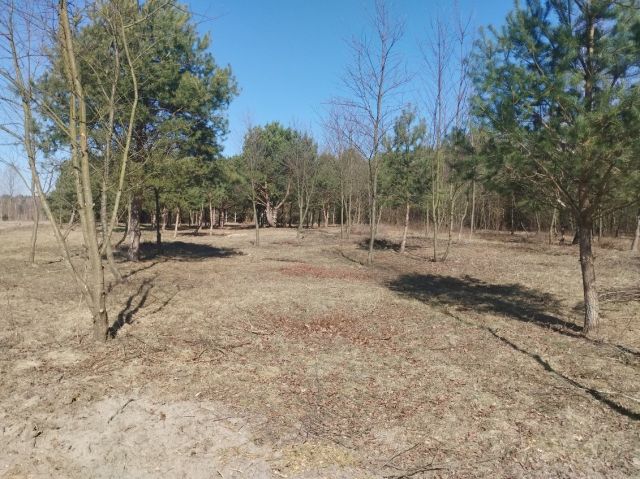 Działka budowlana Jedlicze B, ul. Bukowa. Zdjęcie 1