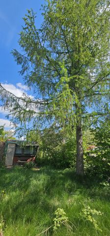 Działka rekreacyjna Jelenia Góra Zabobrze, ul. Działkowicza. Zdjęcie 1