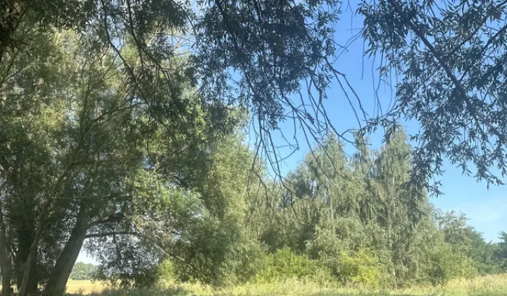 Działka rekreacyjna Pęczniew