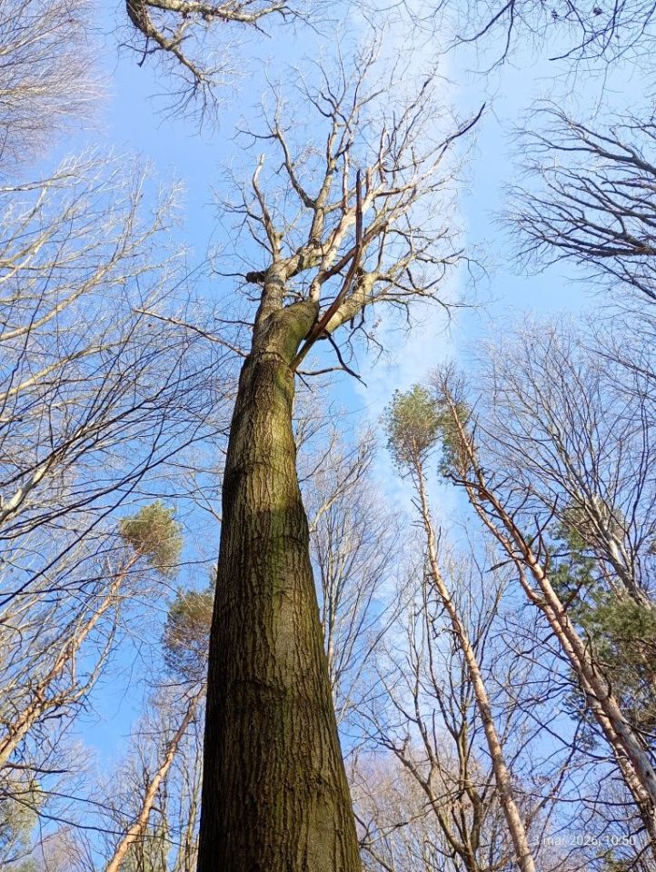 Działka leśna Marklowice. Zdjęcie 7