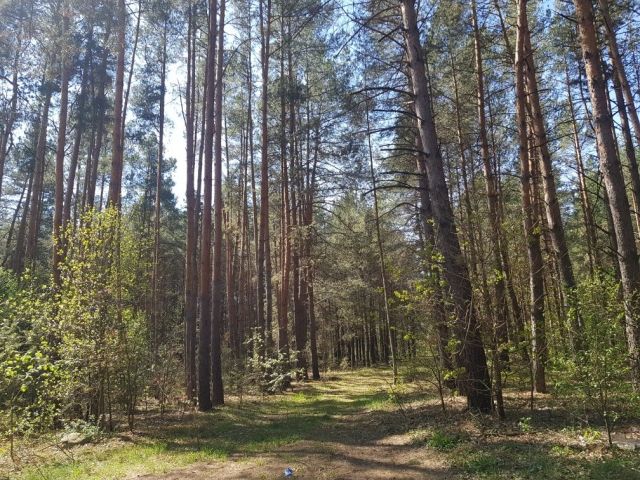 Działka leśna Malewice. Zdjęcie 1