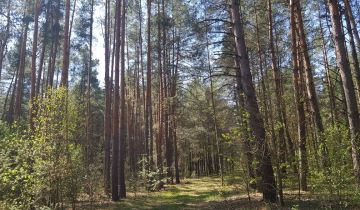 Działka leśna Malewice