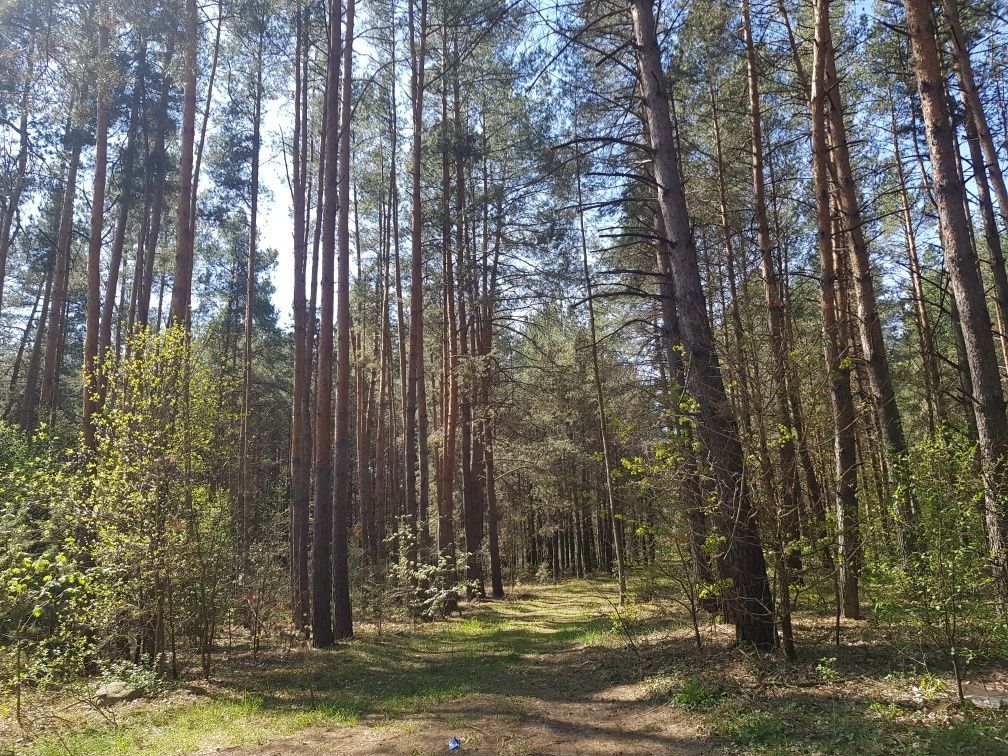 Działka leśna Malewice