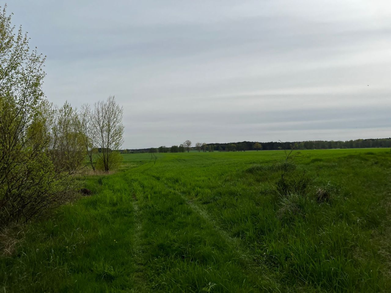 Działka rolna Kolsko, Kolsko. Zdjęcie 15