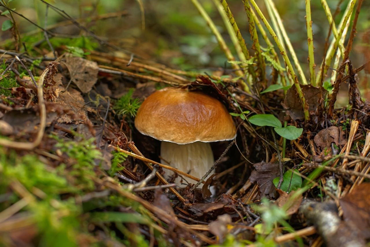 Działka budowlana Siodła. Zdjęcie 7