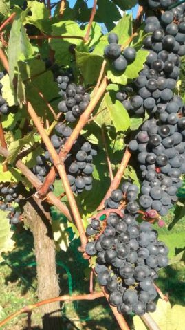 Działka rolno-budowlana Byczeń, -. Zdjęcie 4