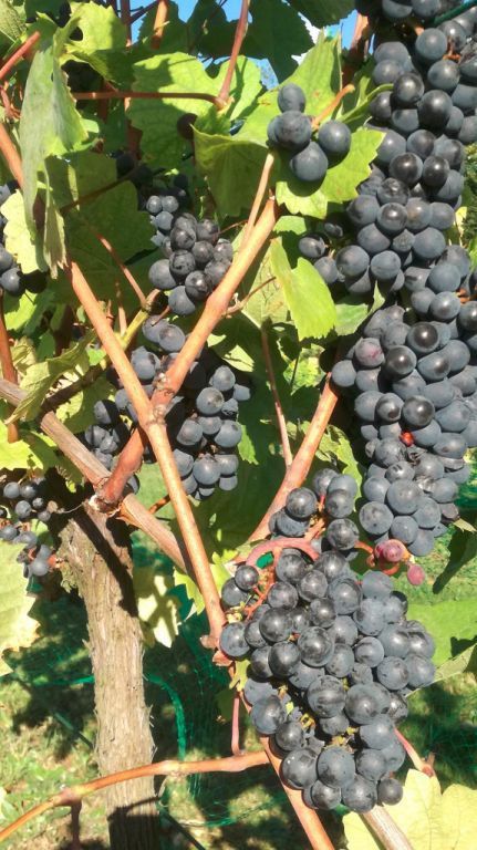 Działka Byczeń. Zdjęcie 4