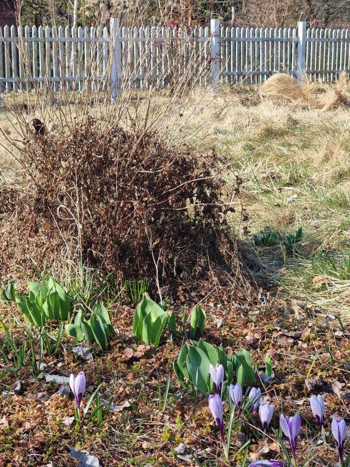 Działka rod Wrocław Psie Pole, ul. Sołtysowicka. Zdjęcie 3