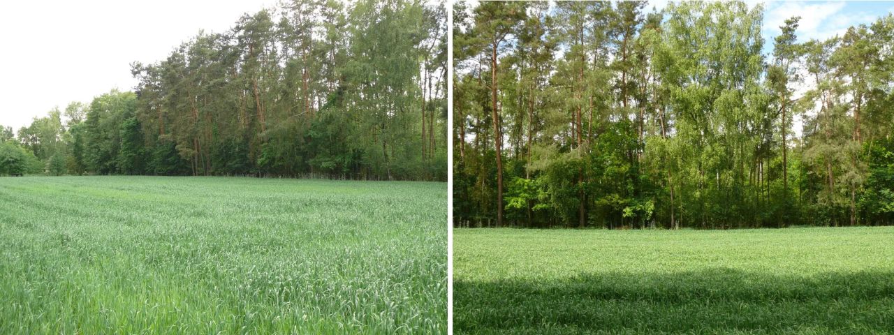 Działka rekreacyjna Złota. Zdjęcie 4