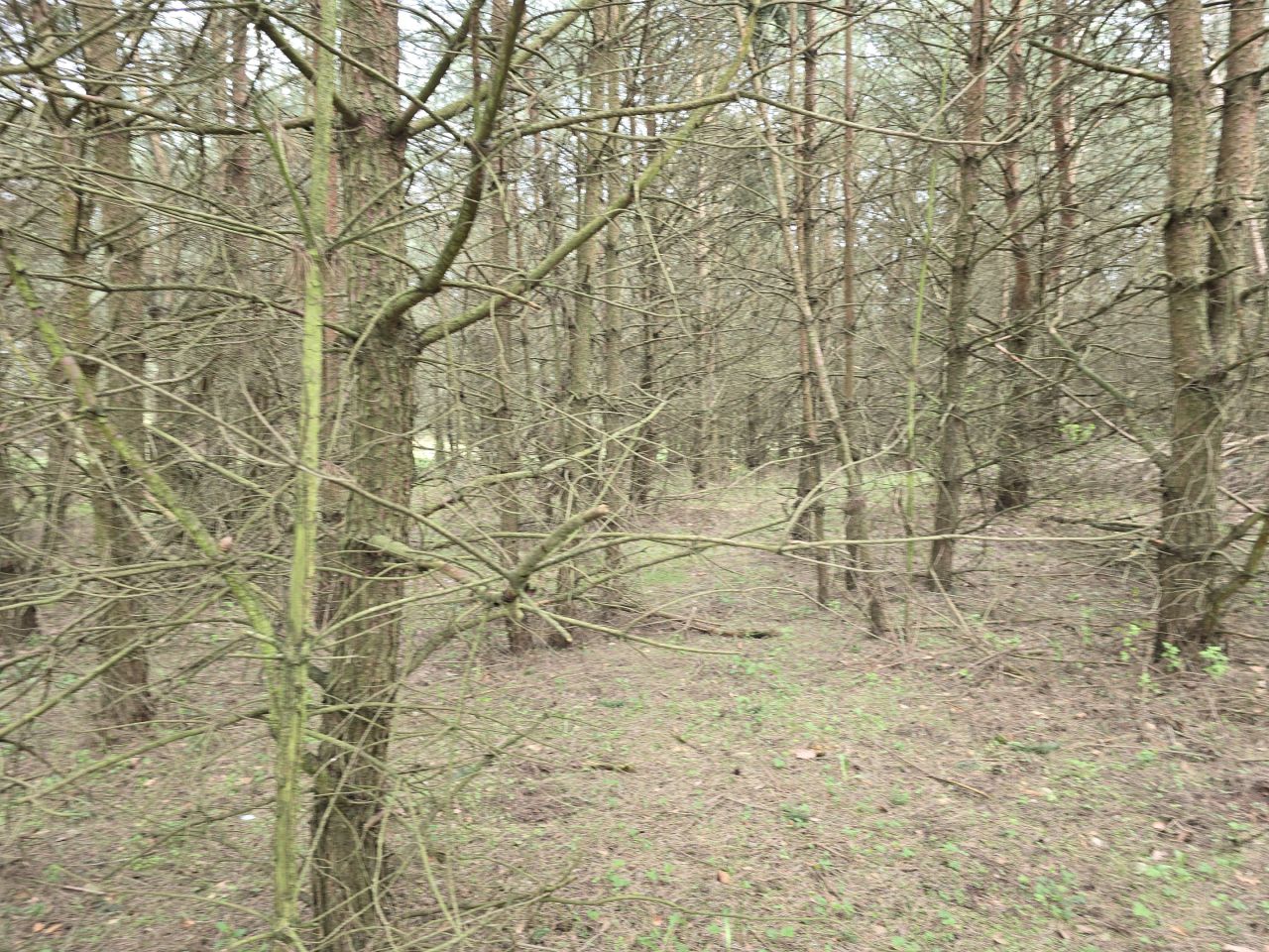 Działka leśna Ruś. Zdjęcie 4