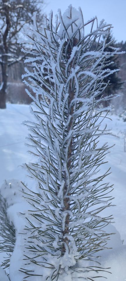 Działka budowlana Uście Gorlickie Kijów. Zdjęcie 9