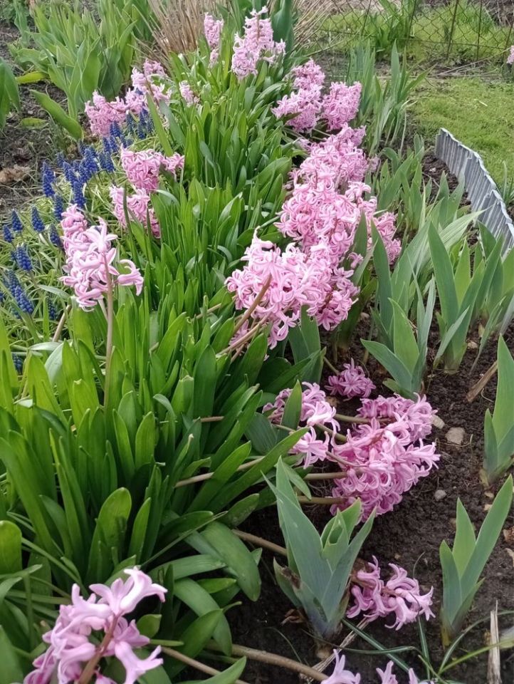 Działka rod Ostróda, ul. Wojciecha Kętrzyńskiego. Zdjęcie 8