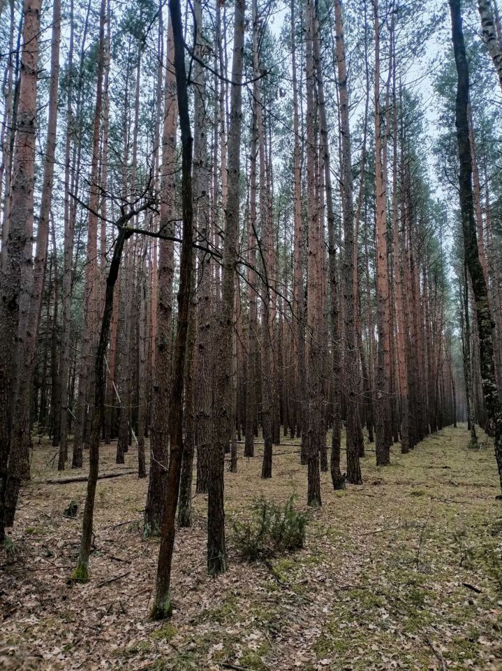 Działka leśna Jamborek. Zdjęcie 3