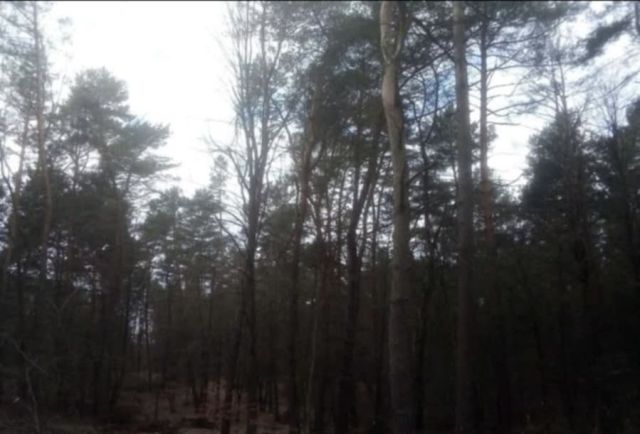 Działka leśna Zaboreczno. Zdjęcie 1