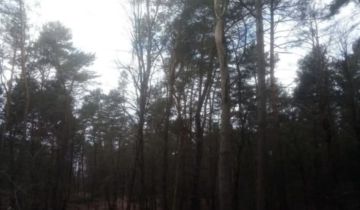 Działka leśna Zaboreczno