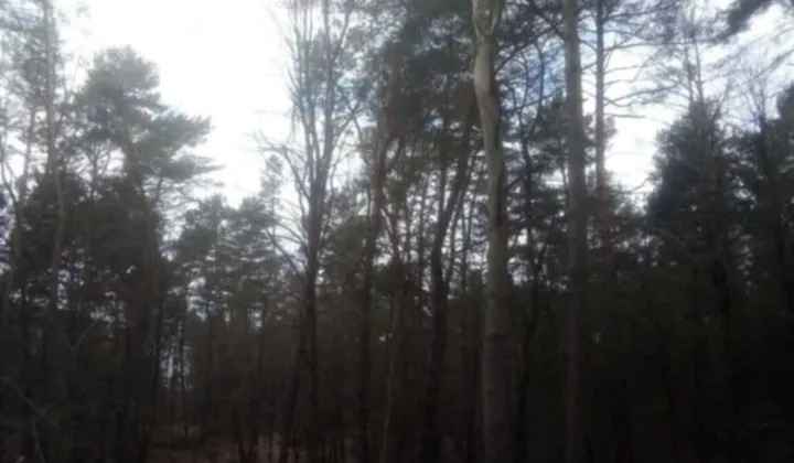 Działka leśna Zaboreczno