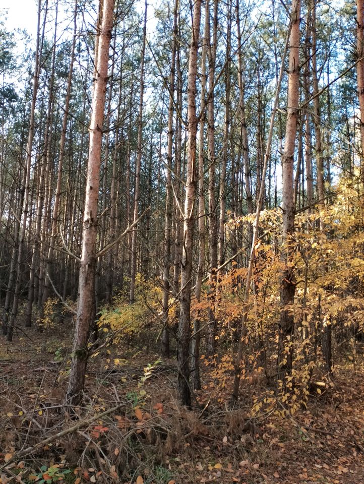 Działka leśna Grądy. Zdjęcie 2