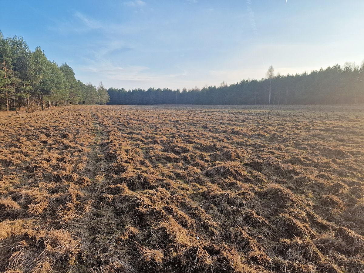 Działka siedliskowa Nowy Lipsk. Zdjęcie 21