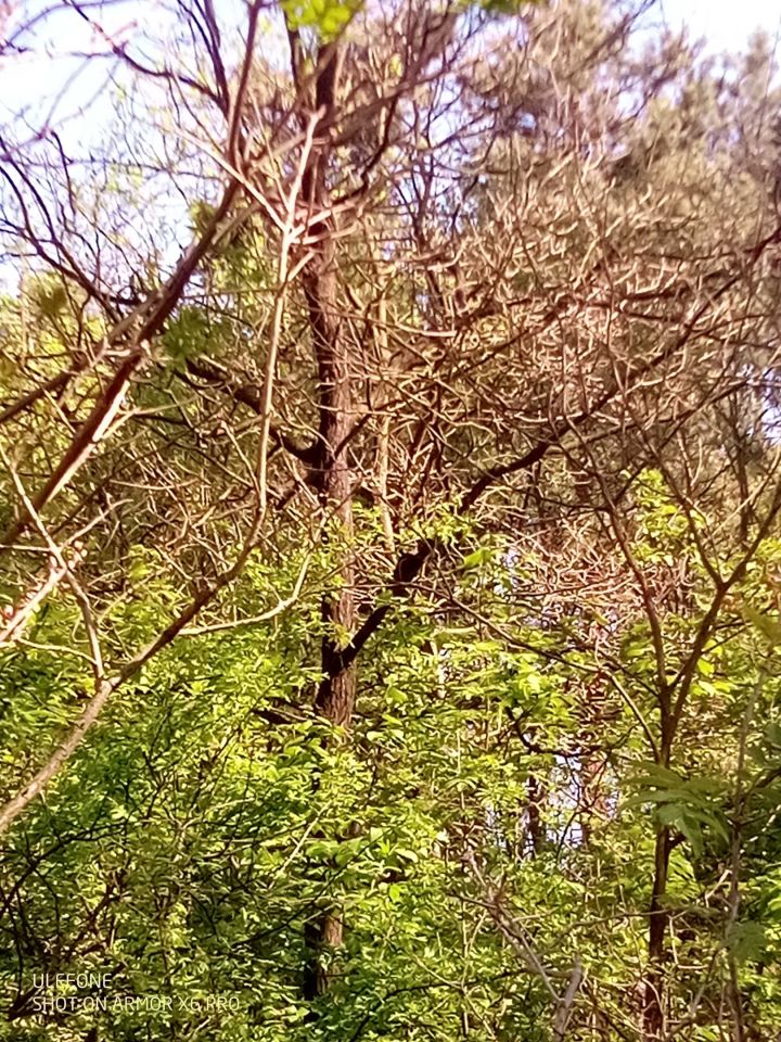 Działka leśna Adamów, ul. Rycerska. Zdjęcie 4