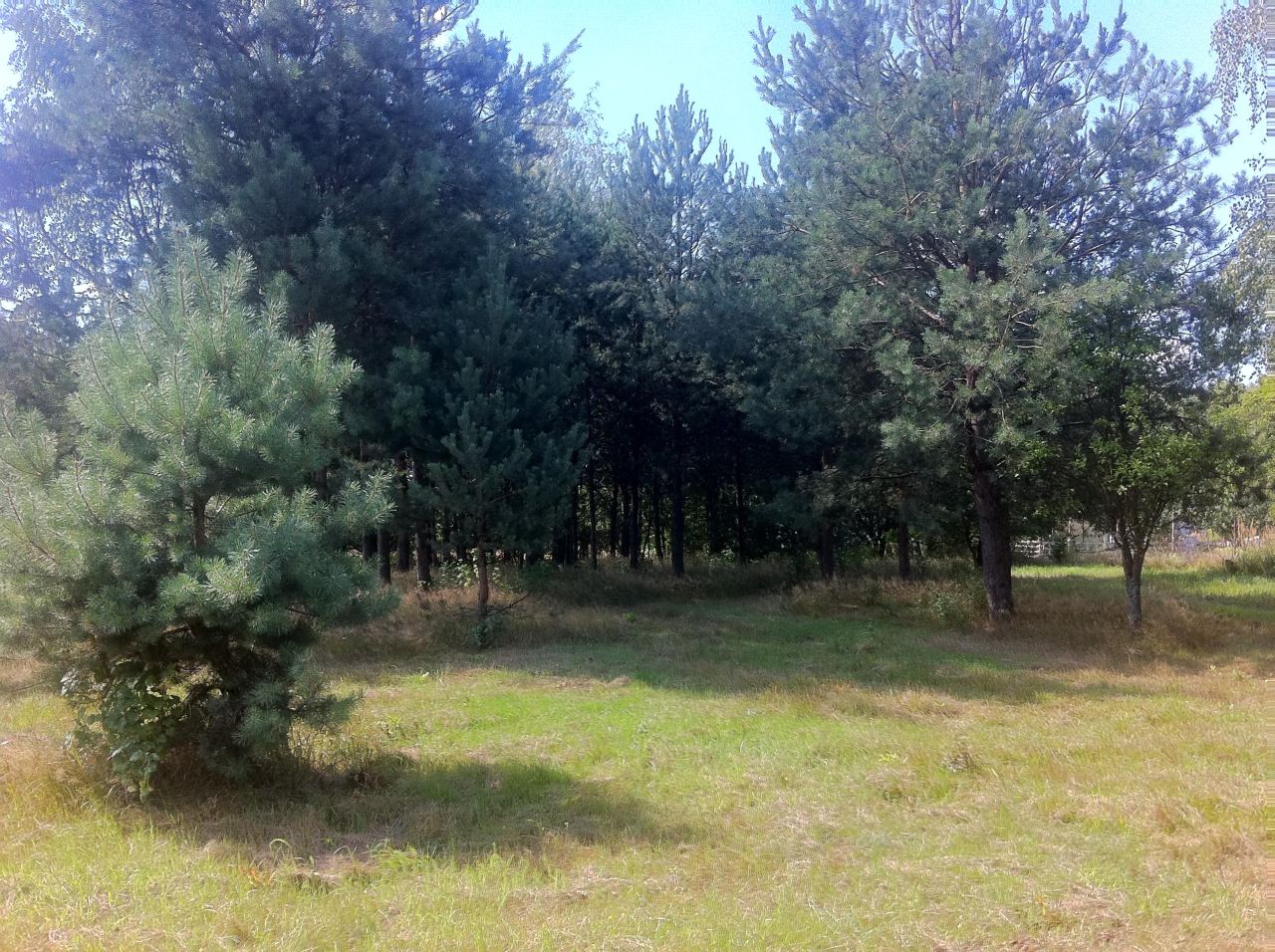 Działka budowlana Trzcianka. Zdjęcie 7