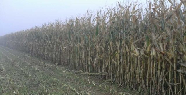 Działka rolna Zalesie. Zdjęcie 1