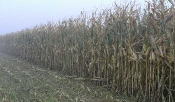 Działka rolna Zalesie