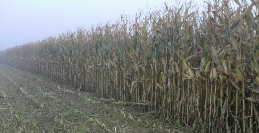 Działka rolna Zalesie